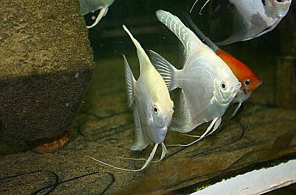 Schneweise Scalare