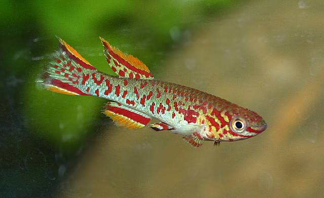Männchen