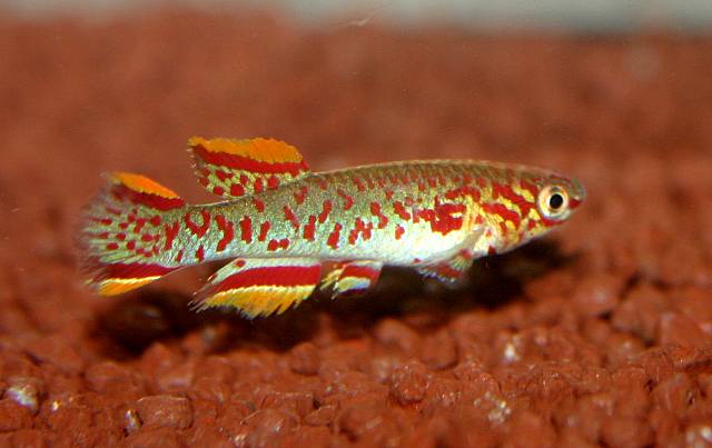 Männchen
