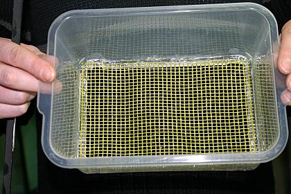 Laichschüssel Variante 1 Laichschüssel Variante 1