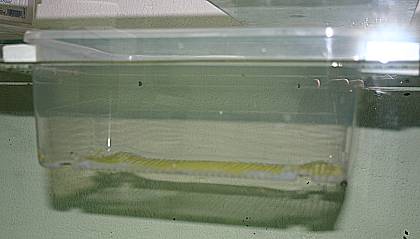 Laichschüssel Variante 2 als Schwimmwanne Laichschüssel Variante 2 als Schwimmwanne