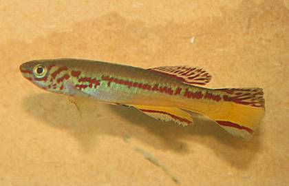 Fundulopanchax amieti Männchen