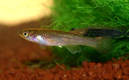Fundulopanchax amieti Weibchen