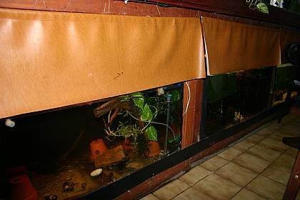 Buschfische