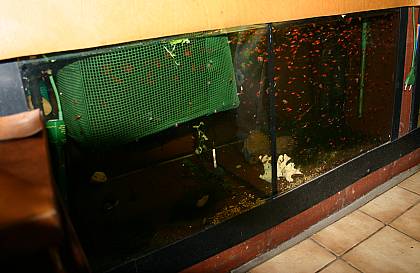 Platy