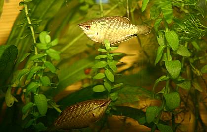 Sphaerichthys vallanti pellegrin1930