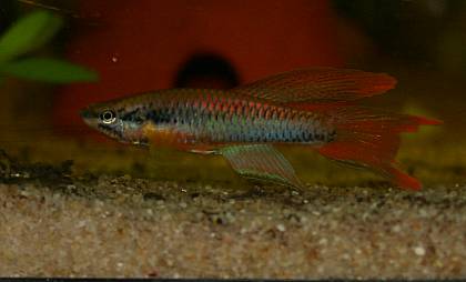Chromaphyosemion bitaeniatum 