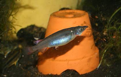 Nomorhamphus liemi liemi Nomorhamphus liemi liemi