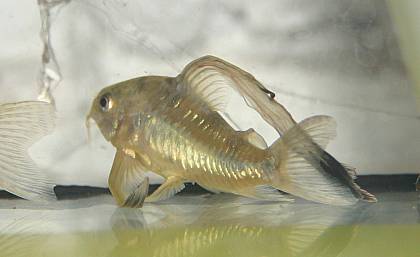 Corydoras paleatus Zuchtform Corydoras paleatus Zuchtform