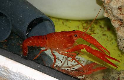 Procambarus clarkii Procambarus clarkii