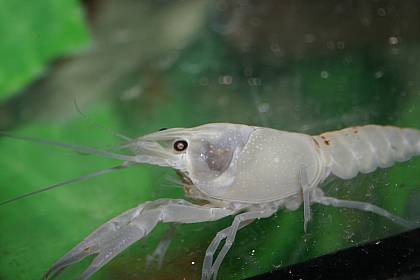 Procambarus clarkii