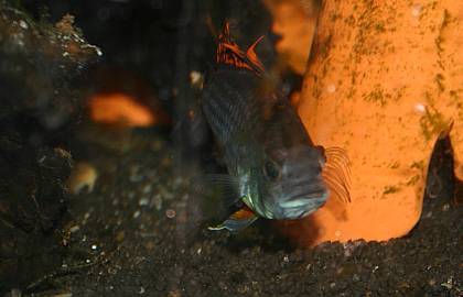 Apistogramma cacatuoides