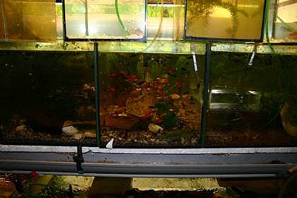 Viele Viele Fische Viele Viele Fische