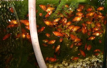 Platys jede Menge