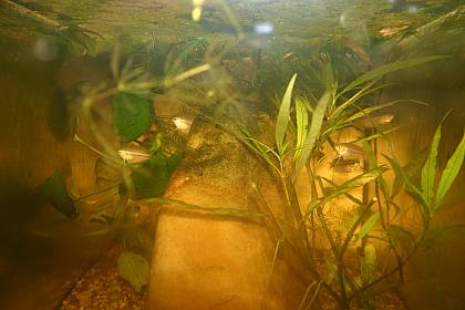 Fadenfische Fadenfische