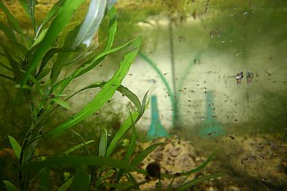 bestimmt 1000 Jungfische ala Mosaikfadenfische