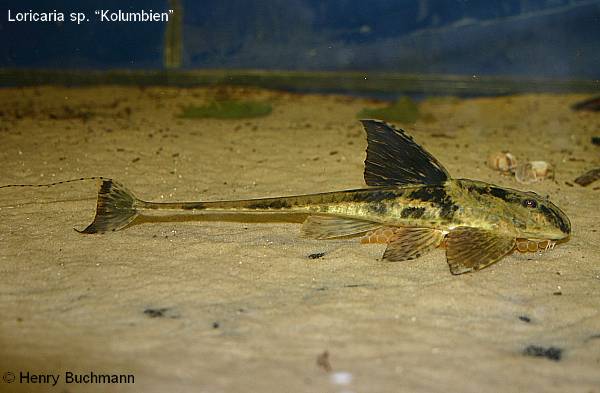 Loricaria sp Kolumbien mit Laichtraube Loricaria sp Kolumbien mit Laichtraube