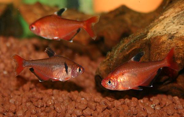 Hyphessobrycon eques