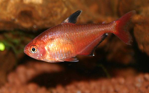 Hyphessobrycon eques