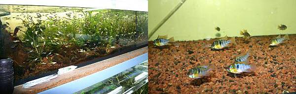 Jede Menge Guppys