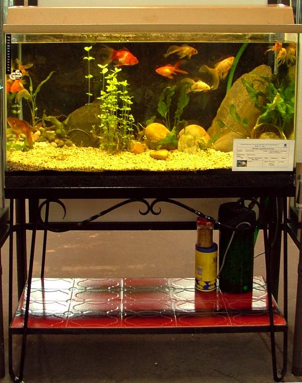 Aquaristik 1970