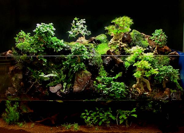 Bonsaiaquarium