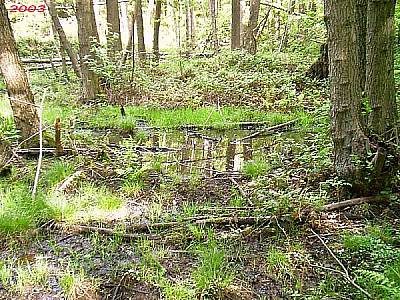 Sumpfgebiet 2003
