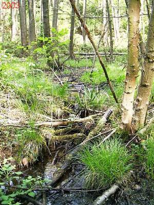 Waldbach 2003