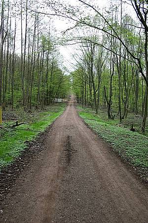 Waldweg2006