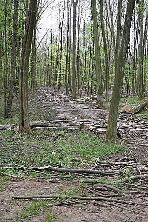 Kleinholz statt Bäume