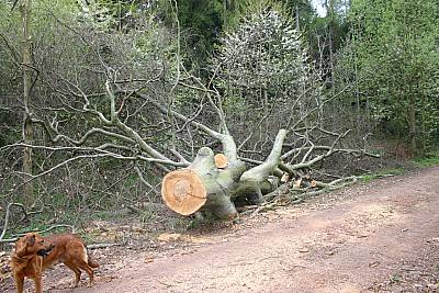 Auch alte Buchen müssen fallen