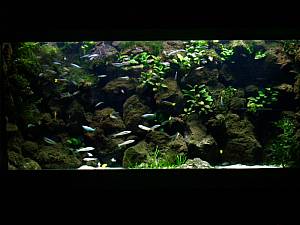 Kölner Zoo 5