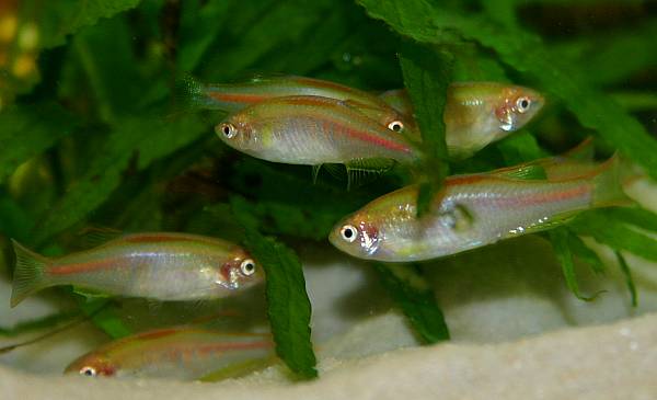 Danio choprae Danio choprae