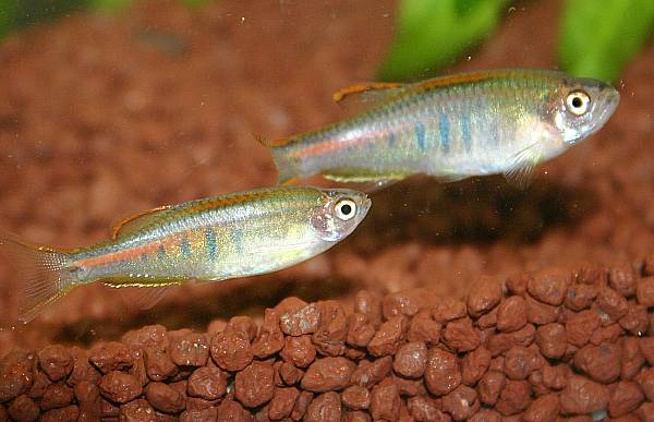 Danio choprae auf dunklen Bodengrund Danio choprae auf dunklen Bodengrund