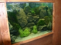 Heimische Fische
