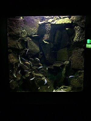 Kölner Zoo 8