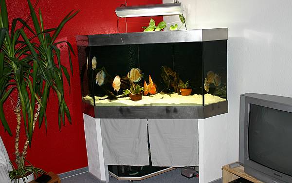 Becken von Patrick