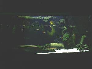 Kölner Zoo 6