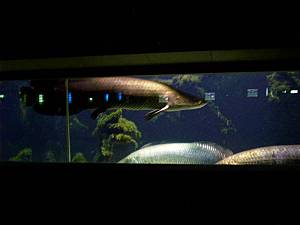 Kölner Zoo 11