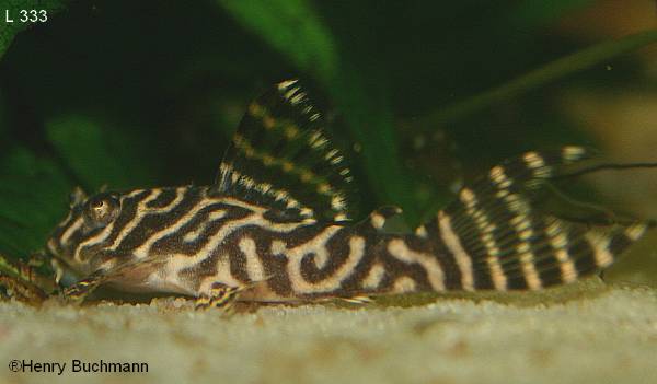 Hypancistrus sp. L 333