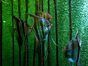 Kölner Zoo 12