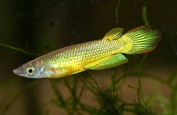Aplocheilus lineatus aquadings.de