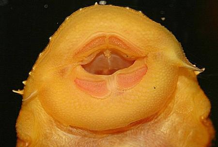 L144 Bezahnung L144 Bezahnung