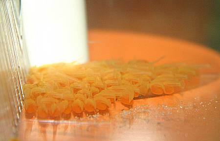 L144 18.06.05Larvenansammlung L144 18.06.05Larvenansammlung