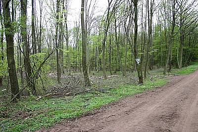 Wald in Trümmern